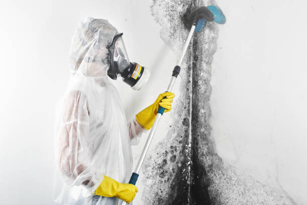 Best Airborne Mold Testing  in Romancoke, MD